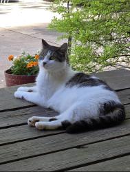 Lost Male Cat last seen McConnell near Aaron Sosobee , Cumming, GA 30028