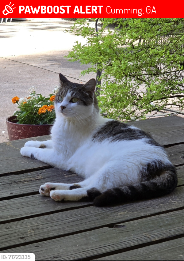 Lost Male Cat last seen McConnell near Aaron Sosobee , Cumming, GA 30028