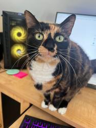 Lost Female Cat last seen Nazareth Road, Springfield, SC 29146