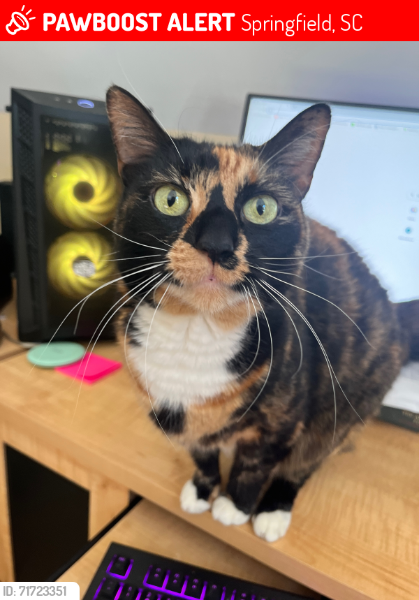Lost Female Cat last seen Nazareth Road, Springfield, SC 29146
