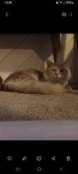 Lost Male Cat last seen Cambridge Avenue, Bermuda Dunes, CA 92203