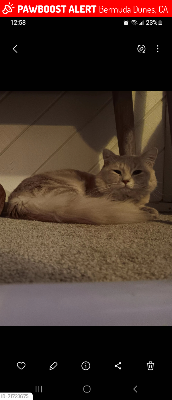 Lost Male Cat last seen Cambridge Avenue, Bermuda Dunes, CA 92203