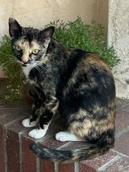 Lost Female Cat last seen Near Red Hawk Elementary School , Temecula, CA 92592