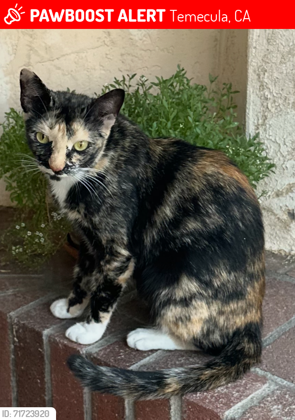 Lost Female Cat last seen Near Red Hawk Elementary School , Temecula, CA 92592