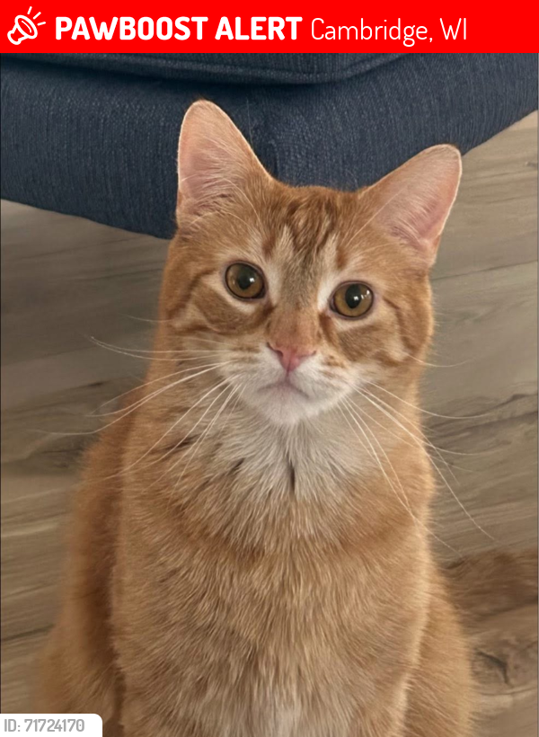 Lost Male Cat last seen near the intersection of B and 73, town of Christiana, Cambridge, WI 53523