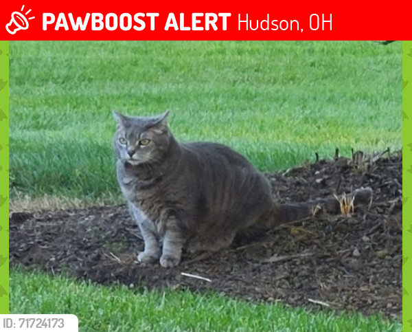 Lost Female Cat last seen Near Darrow Road Hudson Ohio 44236, Hudson, OH 44236