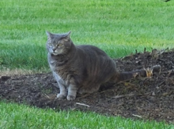 Lost Female Cat last seen Near Darrow Road Hudson Ohio 44236, Hudson, OH 44236