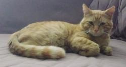 Lost Male Cat last seen Scott Robinson , North Las Vegas, NV 89032