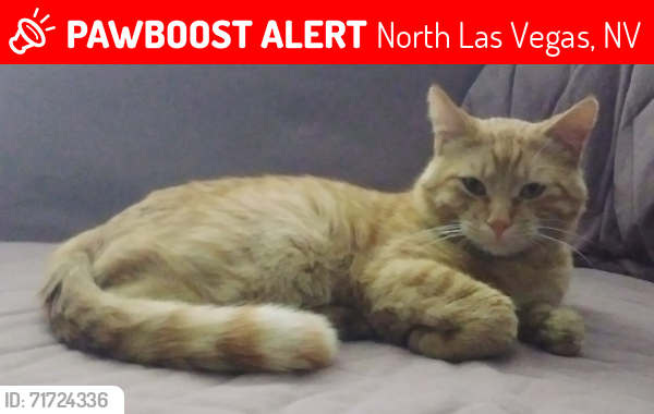 Lost Male Cat last seen Scott Robinson , North Las Vegas, NV 89032