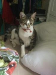 Lost Male Cat last seen Near bardia Liverpool nsw, Liverpool, NSW 2170