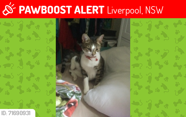 Lost Male Cat last seen Near bardia Liverpool nsw, Liverpool, NSW 2170