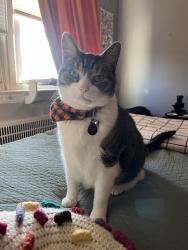 Lost Male Cat last seen Benson St & Eastwood St, Philadelphia, PA 19152