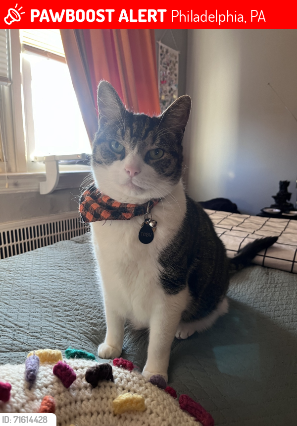 Lost Male Cat last seen Benson St & Eastwood St, Philadelphia, PA 19152