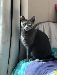 Reunited Female Cat last seen Coyle and broadway, Pawtucket, RI 02860