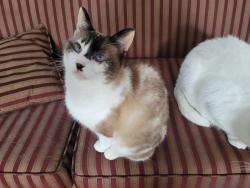 Lost Female Cat last seen Lac baron, lac Caroline, Gore, Gore, QC J0V 1K0