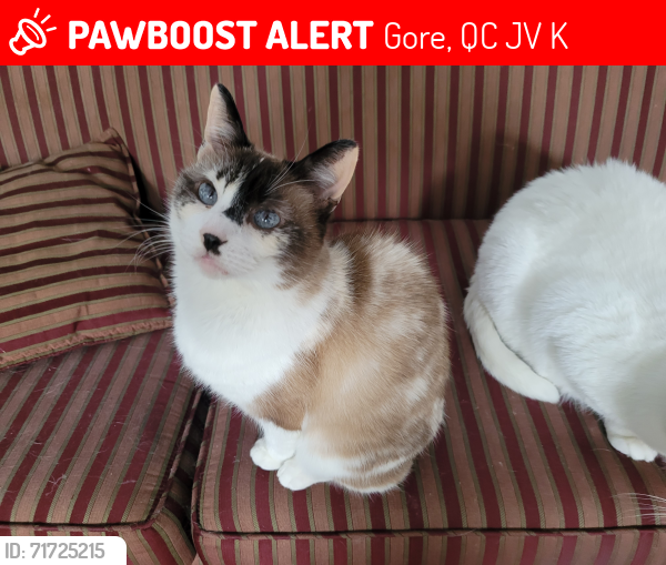 Lost Female Cat last seen Lac baron, lac Caroline, Gore, Gore, QC J0V 1K0