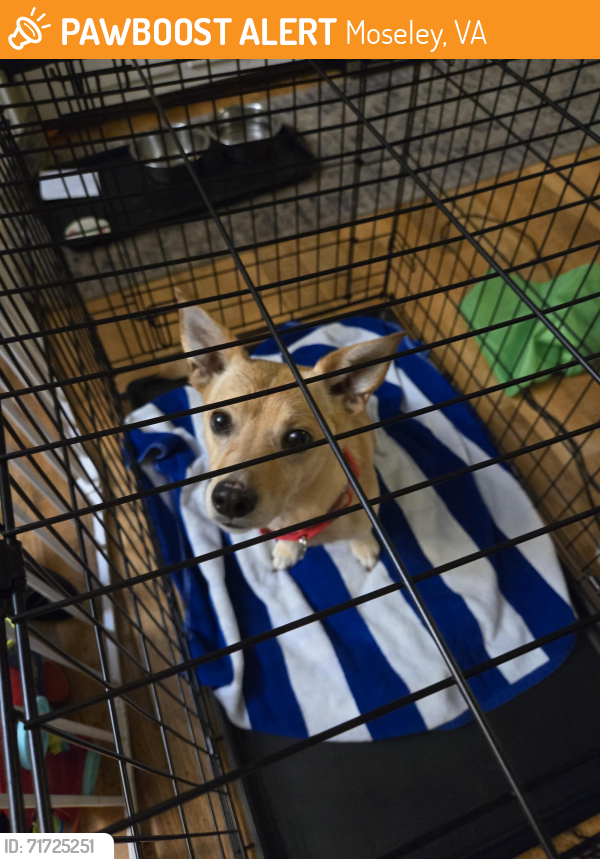 Surrendered Male Dog last seen Duval and Skinquarter Rd, Moseley, VA 23120
