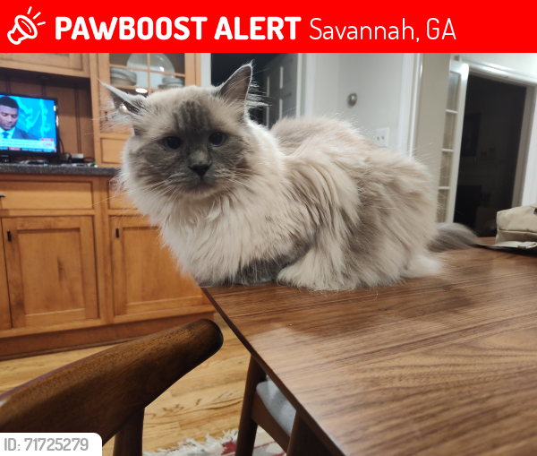 Lost Female Cat last seen East 49th Street between Paulsen and Harmon, Savannah, GA 31405