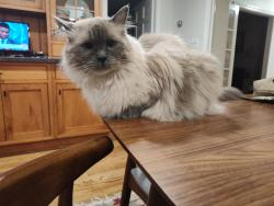 Lost Female Cat last seen East 49th Street between Paulsen and Harmon, Savannah, GA 31405