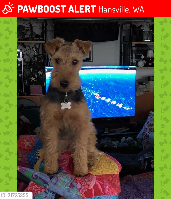 Lost Female Dog last seen Vista Key DR NE and Doe RD NE; Hansville 98340, Hansville, WA 98340
