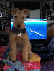 Lost Female Dog last seen Vista Key DR NE and Doe RD NE; Hansville 98340, Hansville, WA 98340
