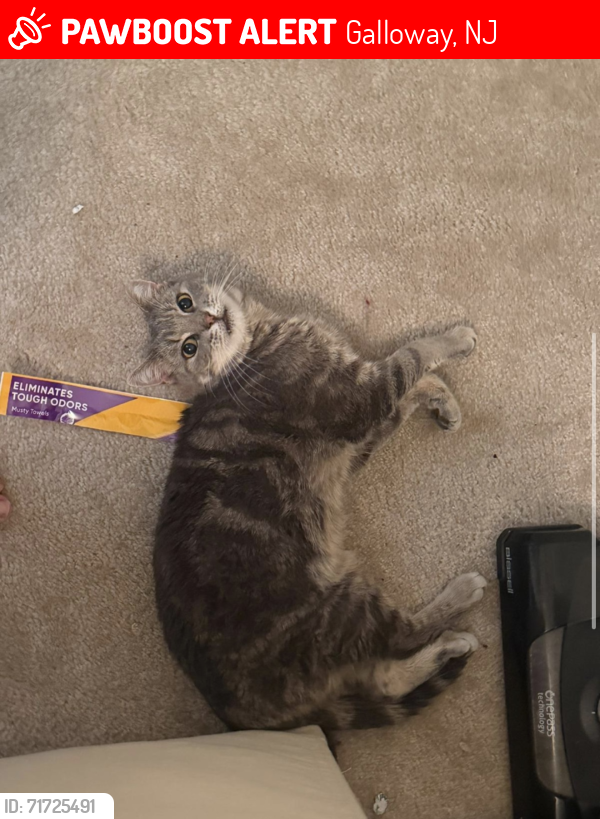 Lost Male Cat last seen Near East Solitude Place, Sunrise Bay, Galloway, NJ 08205