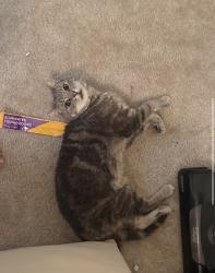 Lost Male Cat last seen Near East Solitude Place, Sunrise Bay, Galloway, NJ 08205