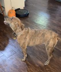 Lost Female Dog last seen Cleveland police sub station , Cleveland, TX 77327