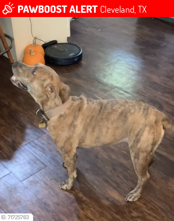 Lost Female Dog last seen Cleveland police sub station , Cleveland, TX 77327