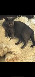 Lost Female Cat last seen Academy street and W Shawnee ave, Plymouth, PA 18651