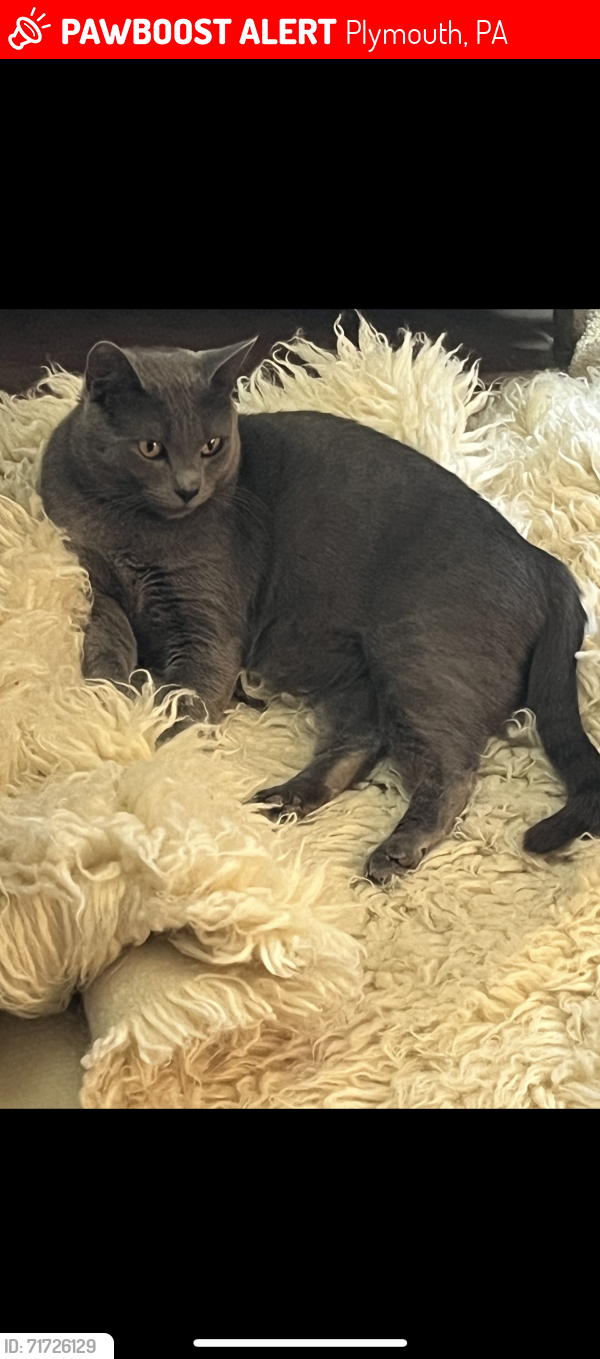Lost Female Cat last seen Academy street and W Shawnee ave, Plymouth, PA 18651