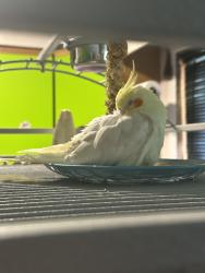 Lost Male Bird last seen Intersection with Coombs and Highland, Elgin, IL 60124