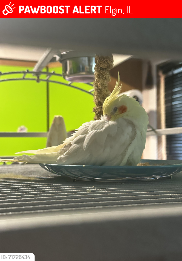 Lost Male Bird last seen Intersection with Coombs and Highland, Elgin, IL 60124