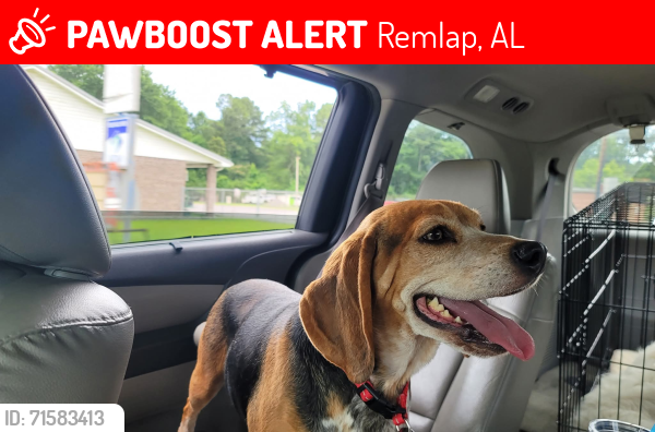 Lost Male Dog last seen Tyler Rd, pine mountain, Remlap al , Remlap, AL 35133