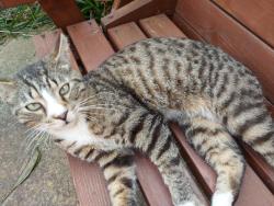 Lost Male Cat last seen Kingsclere avenue, Havant, Hants, Hampshire, England PO9 4RX