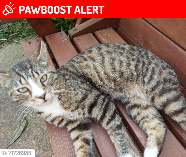 Lost Male Cat last seen Kingsclere avenue, Havant, Hants, Hampshire, England PO9 4RX