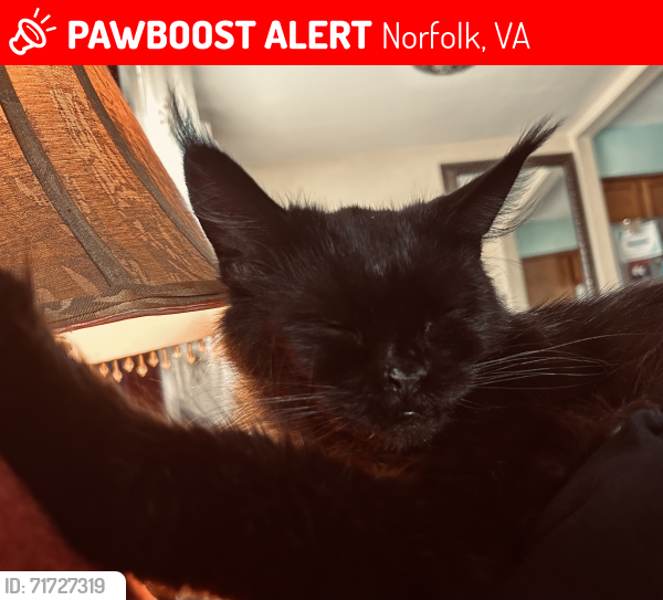 Lost Female Cat last seen Roland Park Neighborhood off Tidewater dr, Norfolk, VA 23509