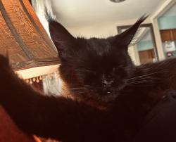 Lost Female Cat last seen Roland Park Neighborhood off Tidewater dr, Norfolk, VA 23509