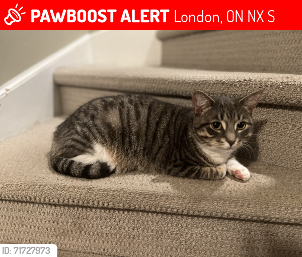 Lost Female Cat last seen Stoneybrook near Jack Chambers P.S, London, ON N5X 2S6