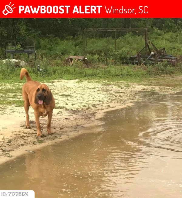 Lost Male Dog last seen Boggy gut road, Windsor, SC 29856