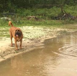 Lost Male Dog last seen Boggy gut road, Windsor, SC 29856