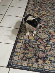 Lost Male Dog last seen Near st 212 ave , Homestead, FL 33034
