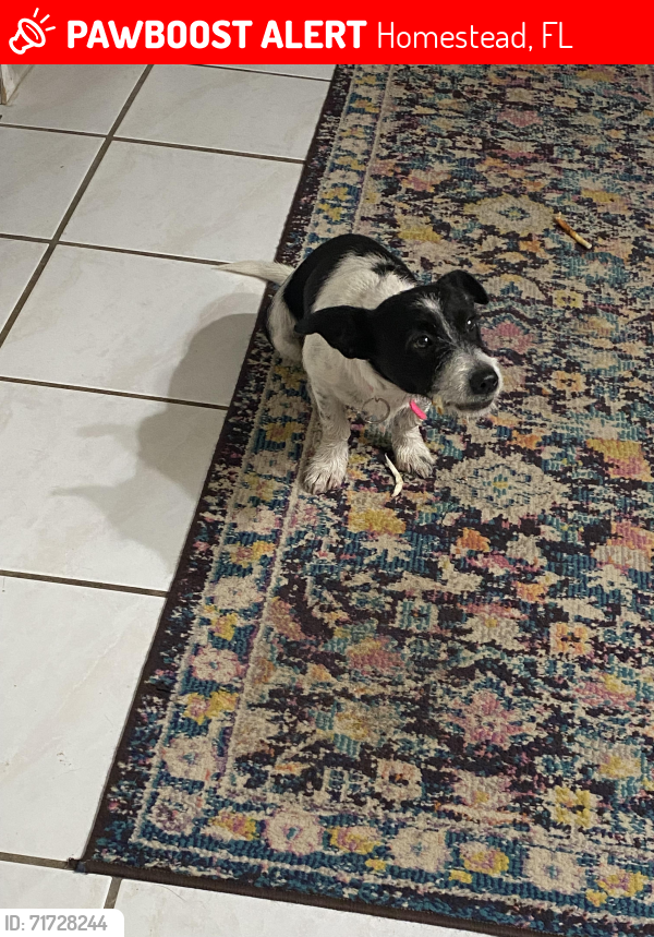 Lost Male Dog last seen Near st 212 ave , Homestead, FL 33034