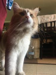 Lost Male Cat last seen Monticello Rd, Silverado Trail, Napa, CA 94558