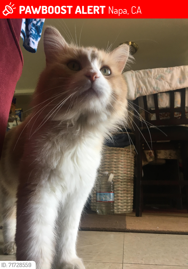 Lost Male Cat last seen Monticello Rd, Silverado Trail, Napa, CA 94558