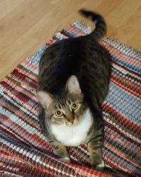 Lost Female Cat last seen N 103rd ave and w Olive Ave, Peoria, Az, Sun City, AZ 85345