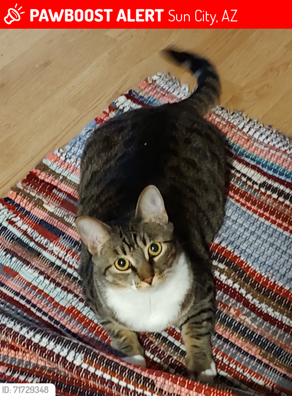 Lost Female Cat last seen N 103rd ave and w Olive Ave, Peoria, Az, Sun City, AZ 85345