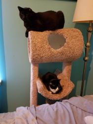 Lost Male Cat last seen Silver Quay Dr & Harbourside Dr & Catawba Ave, Cornelius, NC 28031