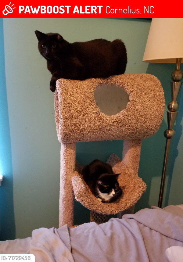 Lost Male Cat last seen Silver Quay Dr & Harbourside Dr & Catawba Ave, Cornelius, NC 28031
