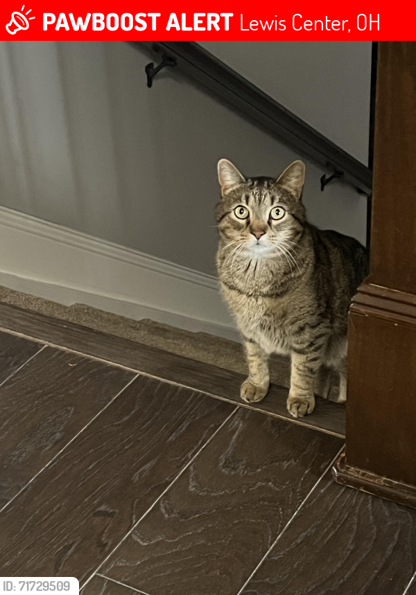 Lost Female Cat last seen West of Rt 23 between Orange and  Rd, Lewis Center, OH 43015